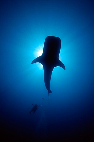 Whale Shark and Diver Flickr member <a href="http://www.flickr.com/photos/80481047@N00/">Image-Oasis</a> tries in vain to keep up with a whale shark