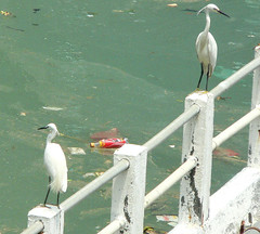 Urban Egrets  #1