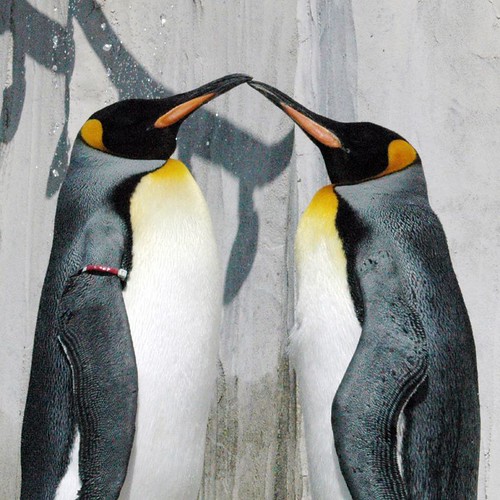 Beso pingüinil