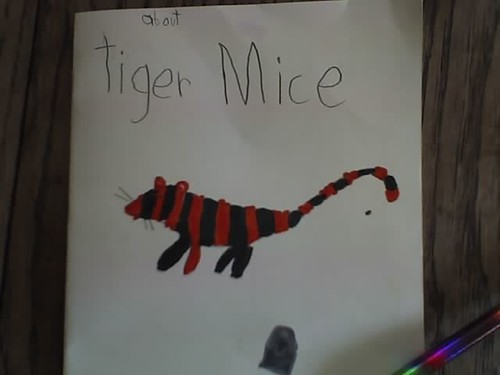 about tiger mice