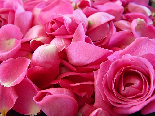 Rose Petals 1