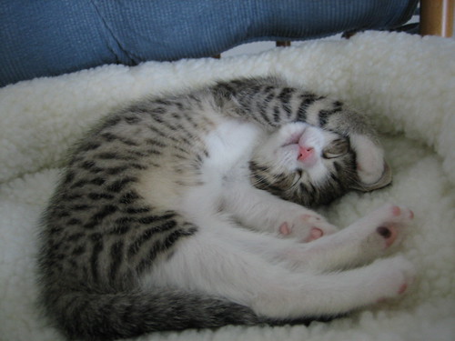Many ways to sleep when you are a fluid kitten