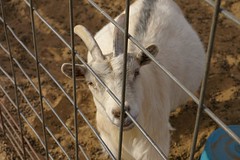 Goat by opheliapo