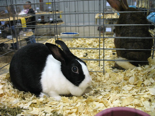a black and white rabbit.  little black and white rabbit 