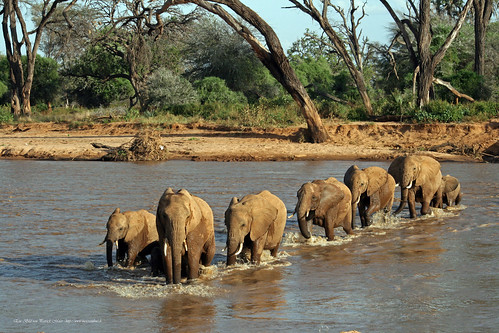 Eine Elefantenherde durchquert den Ewaso Ngíro