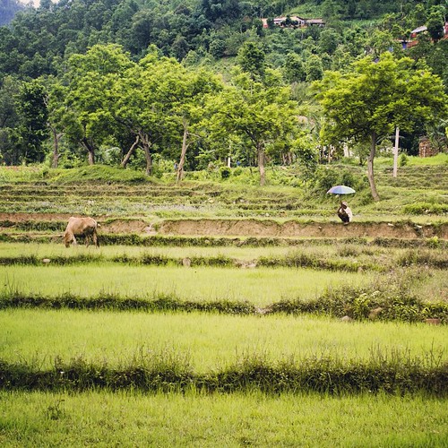   ... 2009   ...      ... #Travel #Memories #2009 #Nepal        ...      #Country #Rural #District #Normal #Ordinary #Life #Rice #Field #Cow #Old #Man #Pastoral #Scenery ©  Jude Lee