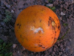 rotten orange