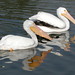 American White Pelicans, 2003-04-01A 009