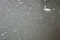 Snowy Swan