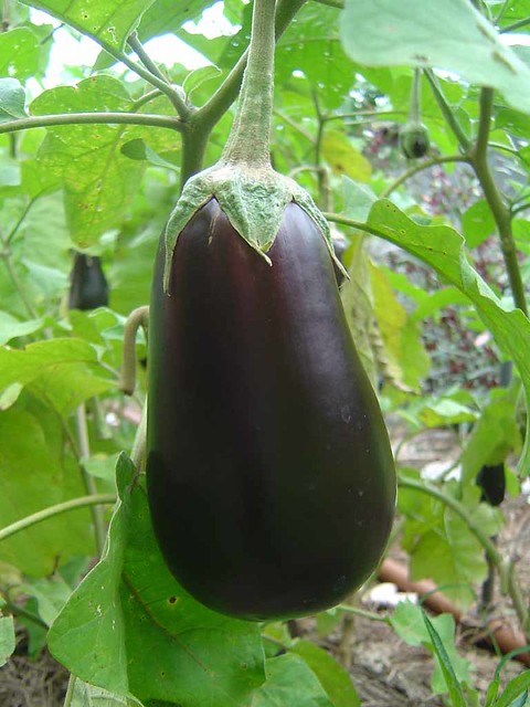 DSC01716 - Eggplant
