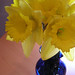 daffodils-35 by efreak78