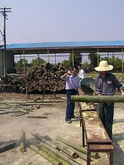 Cutting Moso Bamboo into suitable lengths by joaobambu