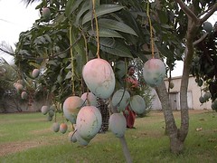 Mangoes in the garden