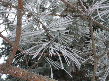 frosted pine needles by normanack.