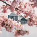 Change of Focus, Washington's Cherry Blossoms by Bill in DC