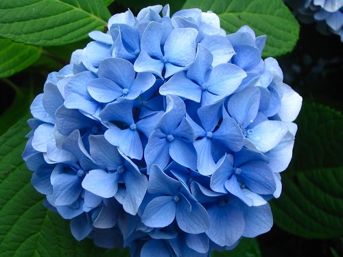 フリー画像|花/フラワー|紫陽花/アジサイ|ブルー/花|フリー素材|