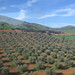 Olive Grove From The Train