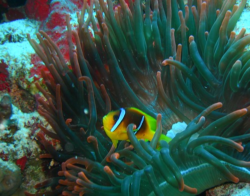Red Sea Clownfish
