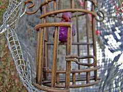 i have no idea why that caged bird does by emdot, on Flickr