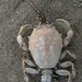 Crab Exoskeleton