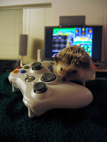 Hedgehog with a controller