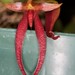 Bulbophyllum levanae – Merle Robboy