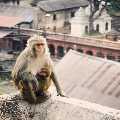   ... 2009   ... #Travel #Memories #2009 #Patan #Kathmandu #Nepal    ...    #Pashupati #Nath #Hindu #Temple #Crematorium #Mom #Baby #Monkey #Breast #Feeding ©  Jude Lee