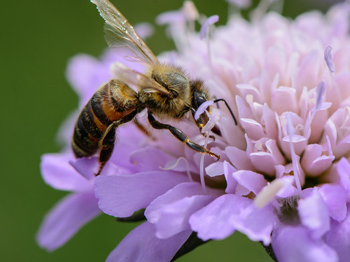 Busy Bee ©  kuhnmi
