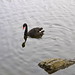 A Black Swan in the Marugame Castle
