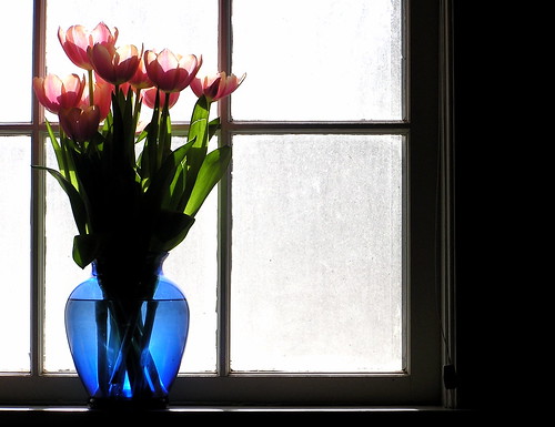 フリー写真素材|花・植物|ユリ科|チューリップ|窓辺|
