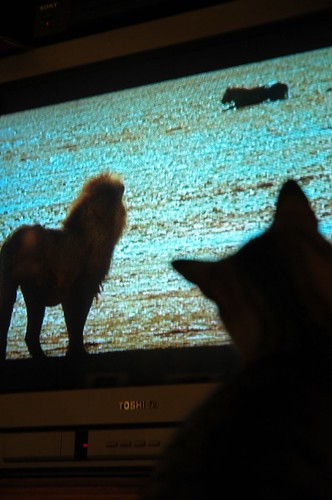 Neville Watches His Ancestors on Animal Planet