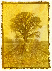 Salt Print: Tree