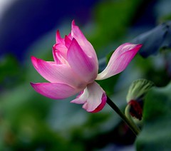 Lotus Wisdom