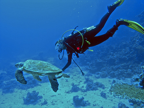Mónica and the turtle (Red Sea)