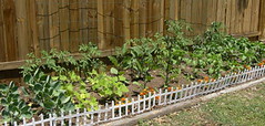 20060503 02 garden veggies