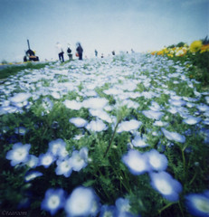 Hill of flowers