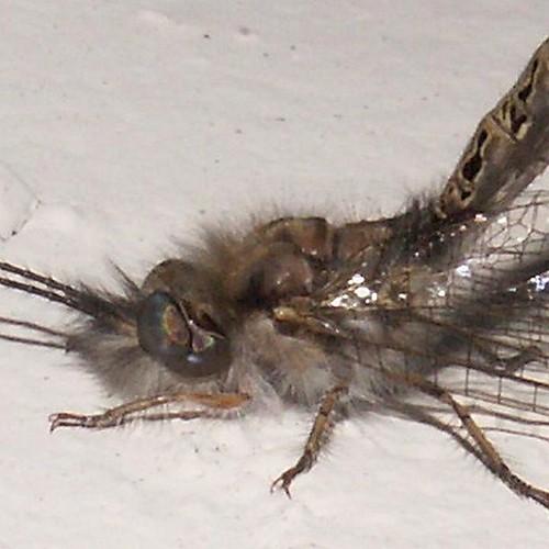 Owlfly, Side Detail