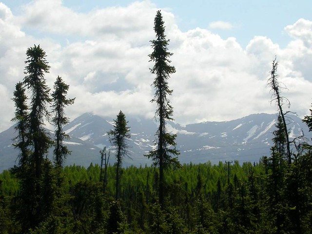 Black spruce & Chugach Mountains