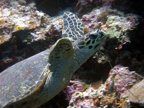Tortuga marina Palau
