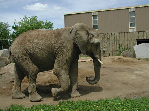 World Cup Elephant. World Cup elephant