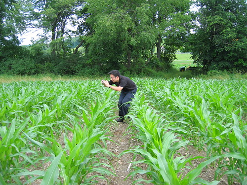 man in a corn field