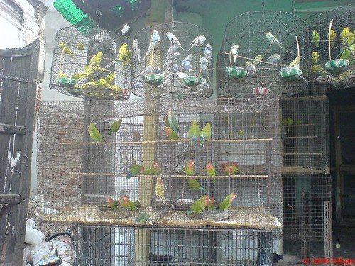 Parrots in cages
