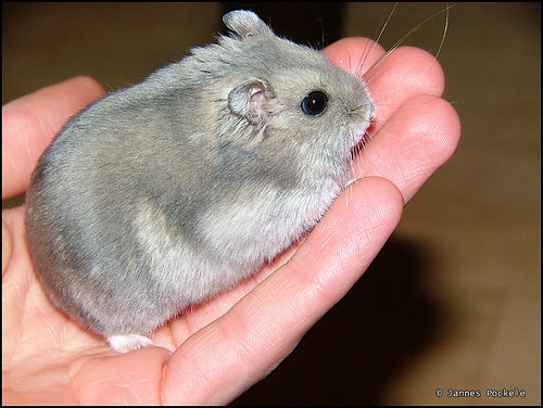 Knibbel is a big fat hamster por jpockele.