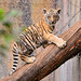 Tiger cub on the log