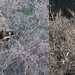 Coati in a tree, Sabino Canyon