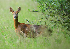 Watchful Roe Deer