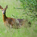Watchful Roe Deer