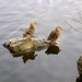 The ducks in the Marugame Castle