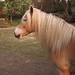 Blonde Pferde in Zeitz 04