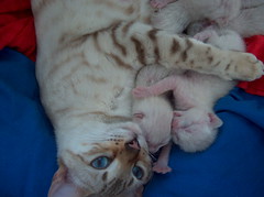 Snow Bengal Kitten Geboren am 26. 3. 06